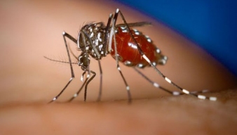 Cảnh báo về dịch sốt xuất huyết đang bùng phát tại nước ta - Những thông tin y khoa cần biết